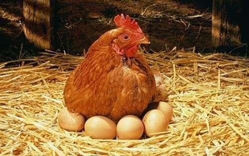Đủ canxi cho gà mái để chất lượng của vỏ trứng tốt hơn