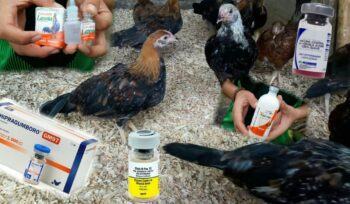 Vaccine tiêm phòng cho gà