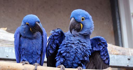 Loài chim Hyacinth Macaw