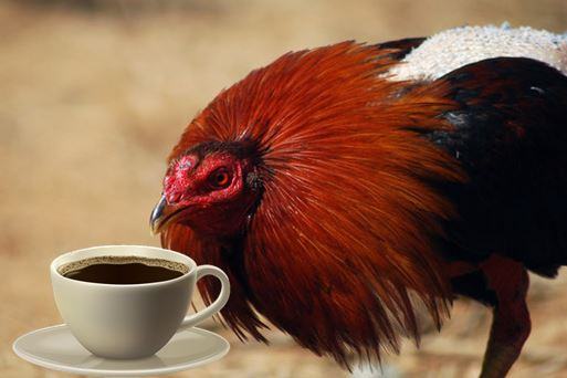 Caffeine trong gà chọi